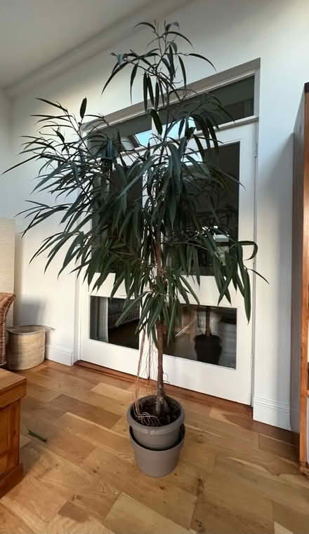 Photo of free Large plant (real) (Crosspool S10) #1