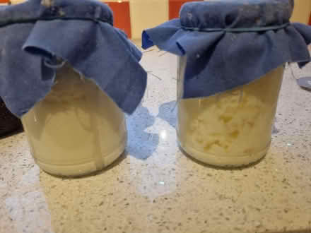 Photo of free Kefir grains (Bangor LL57) #1