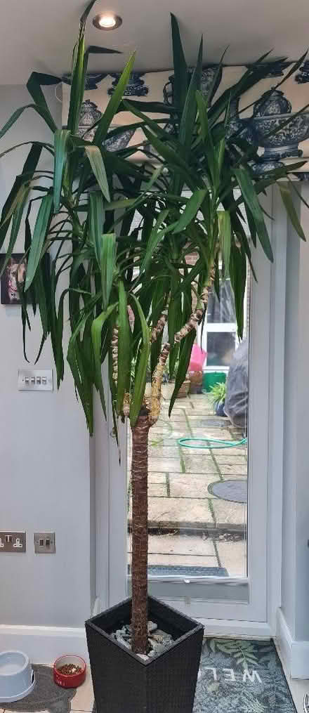 Photo of free Yucca indoor/ tropical tree (Cam GL11) #2