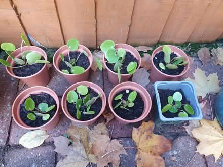 Photo of free 8 small pancake plant pots (Greenford UB5) #1