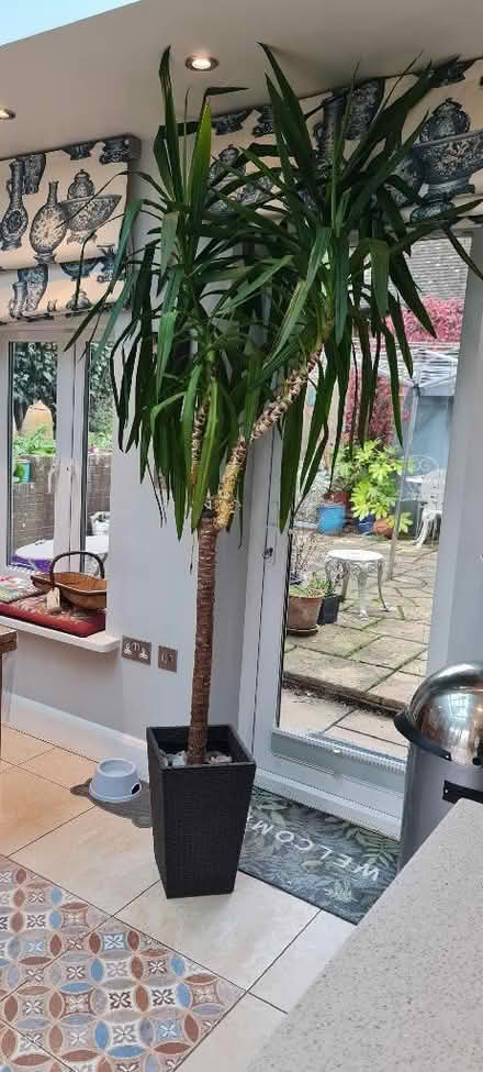 Photo of free Yucca indoor/ tropical tree (Cam GL11) #1