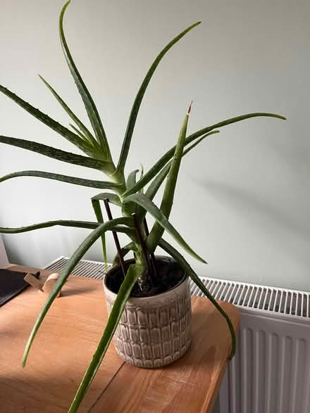 Photo of free Aloe Vera plant (St Julians AL1) #1