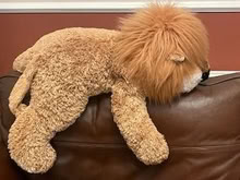 Photo of free Large cuddly lion (Llandrindod LD1) #1