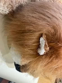 Photo of free Large cuddly lion (Llandrindod LD1) #4