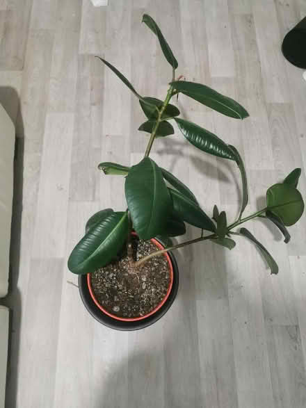 Photo of free Plant and pot (Longsight M12) #1