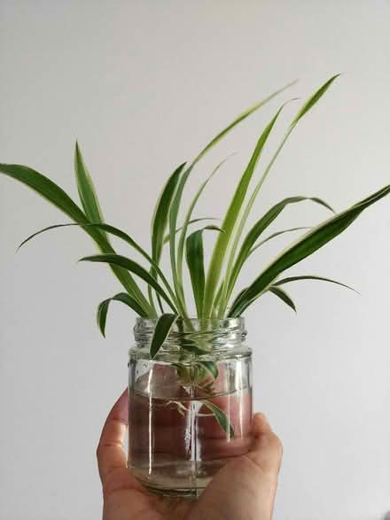 Photo of free Large baby spider plant (Barons Court W14) #1