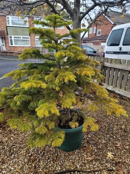 Photo of free living Christmas tree (Stockton-on-Tees TS19) #1