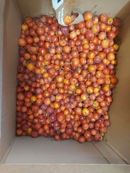 Photo of free Crab apples, ready to make jelly (Wildridings RG12) #1