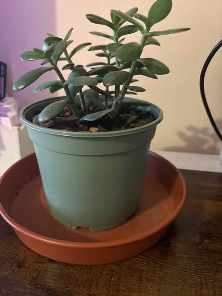 Photo of Plant pots (CV1) #1