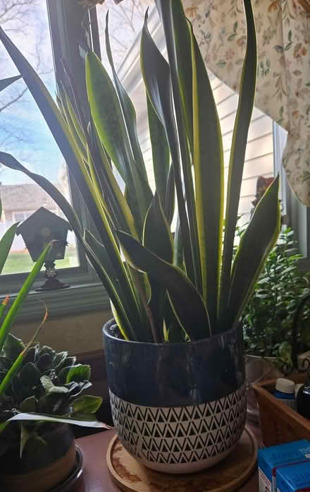 Photo of free house plants (off Fisher Blvd) #1