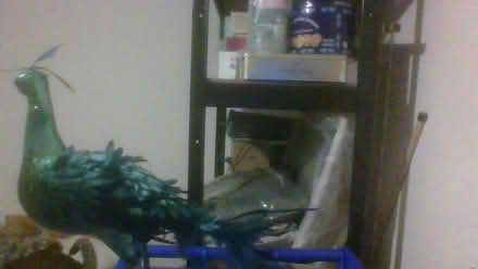 Photo of free Christmas peacock quite big (Bath BA2) #3