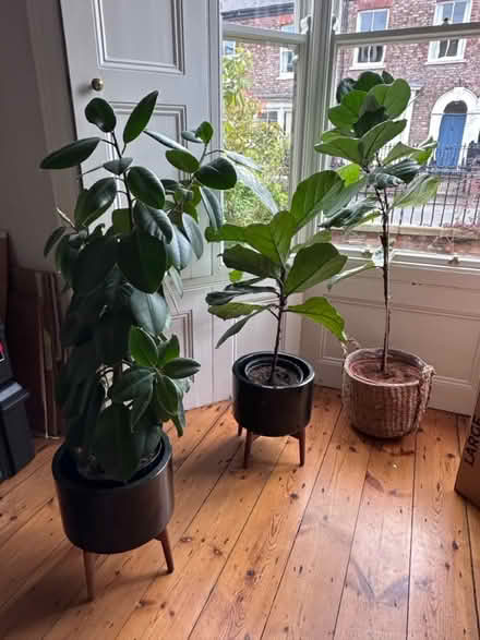 Photo of free Plants (York) #1