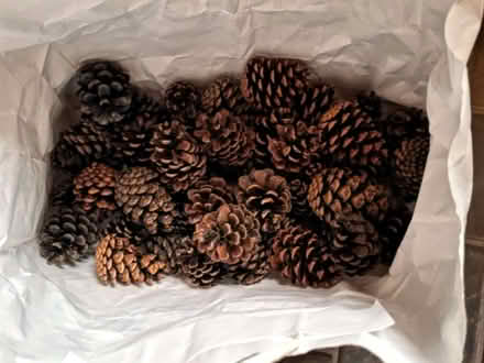 Photo of free Pinecones (Plumstead SE18) #1