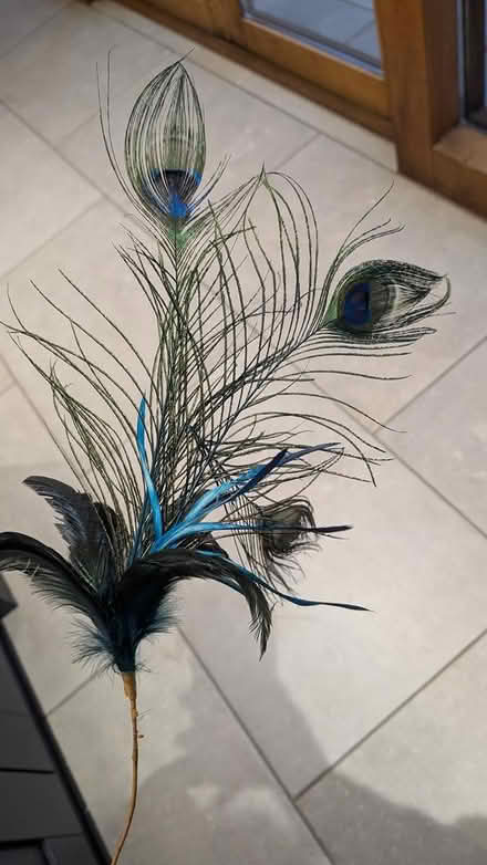 Photo of free Peacock Feathers x2 (Horsham) #2