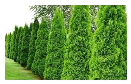 Photo of Conifer off cuts (Hertford) #1