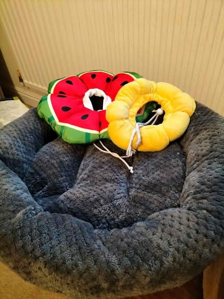 Photo of free Cat beds and soft collars (Arnold NG5 9QP) #2