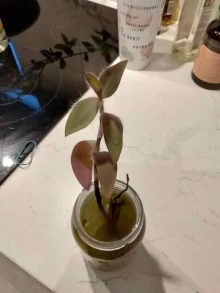 Photo of free Purple tradescantia plant cutting (Golders green NW11) #2