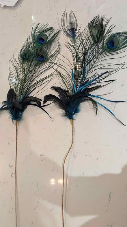 Photo of free Peacock Feathers x2 (Horsham) #1