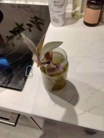 Photo of free Purple tradescantia plant cutting (Golders green NW11) #1