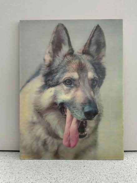 Photo of free Picture of German Shepherd dog (BH9) #1