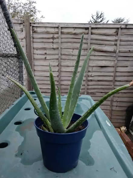 Photo of free Large Aloe Vera Plant (DA1) #1