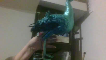 Photo of free Christmas peacock quite big (Bath BA2) #1