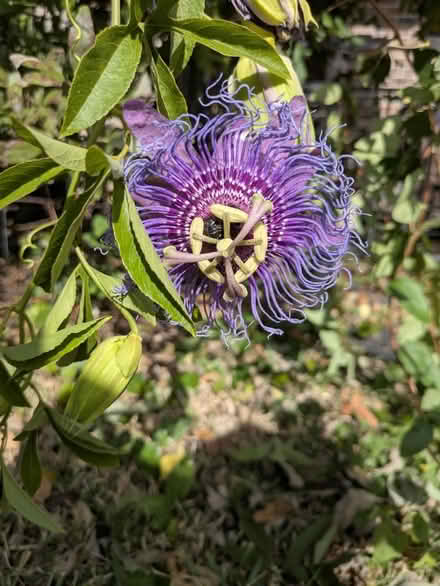 Photo of free Vine cuttings (Cypress off Jones and Cy N Hou) #1