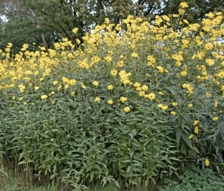 Photo of free Clump of rudbeckia (Chester, Garden Quarter CH1) #1