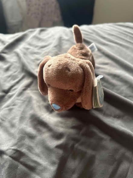 Photo of free New small dog (Park street st albans AL2) #1