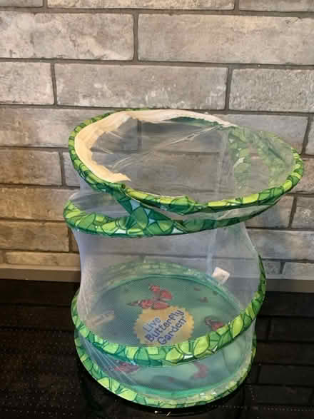 Photo of free Small insects/ butterfly garden (Tilehurst RG30) #1