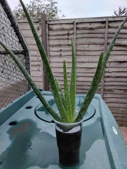 Photo of free Medium Aloe Vera Plant (DA1) #1