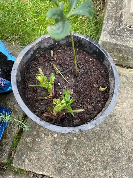 Photo of free Clump Hellebore plants (Wickwar GL12) #1