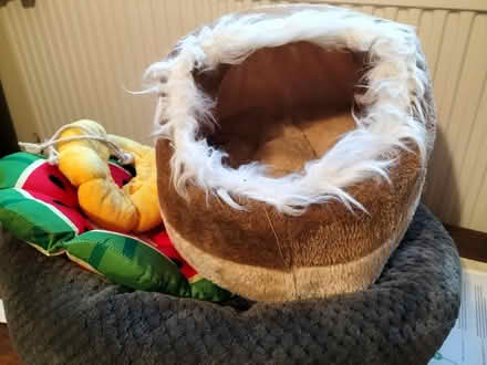 Photo of free Cat beds and soft collars (Arnold NG5 9QP) #1