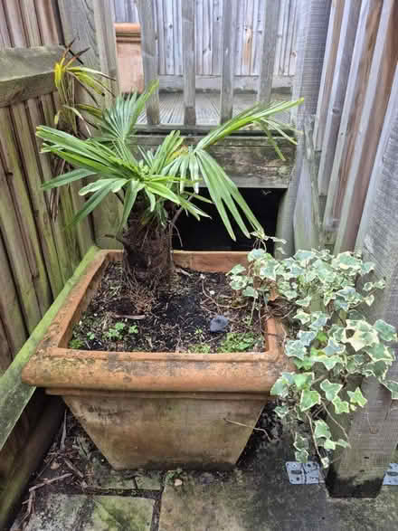 Photo of free Large Terracotta Planters (CT2) #1