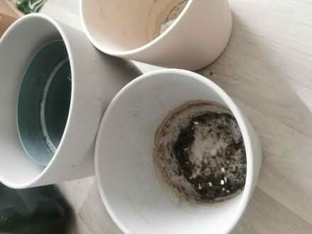 Photo of free Indoor Plant Pots (Longsight M12) #2