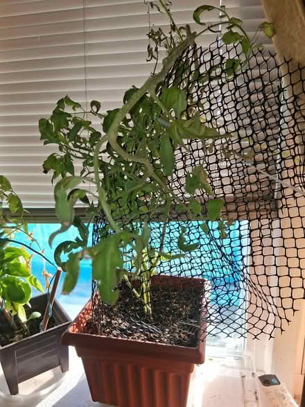 Photo of free 2 indoor tomato plants (NE Yonkers) #1