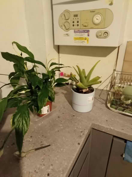 Photo of free Kitchen stuff, sunlounger, plant (Northwood Hills HA5) #3