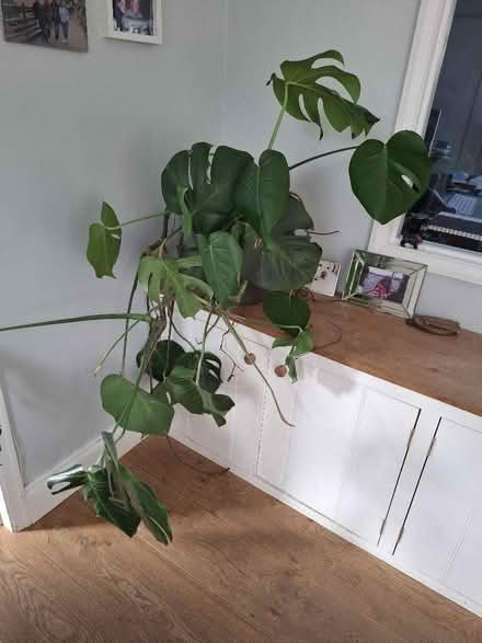 Photo of free Out of control Monstera plant (Combe Down) #1