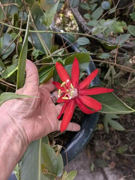 Photo of free Vine cuttings (Cypress off Jones and Cy N Hou) #3