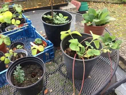 Photo of free Selection of plants (Norton juxta Twycross CV9) #1