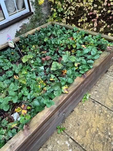Photo of free Strawberry plants (in compost) (Hinton Charterhouse) #1