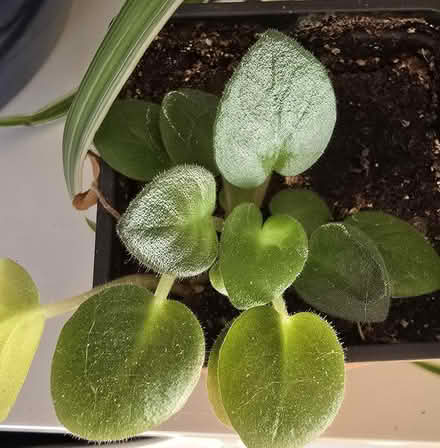 Photo of free African violet (near Forest Glen Metro) #1