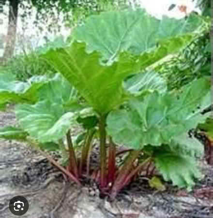Photo of free Rhubarb plant (St Nicholas SG1) #1