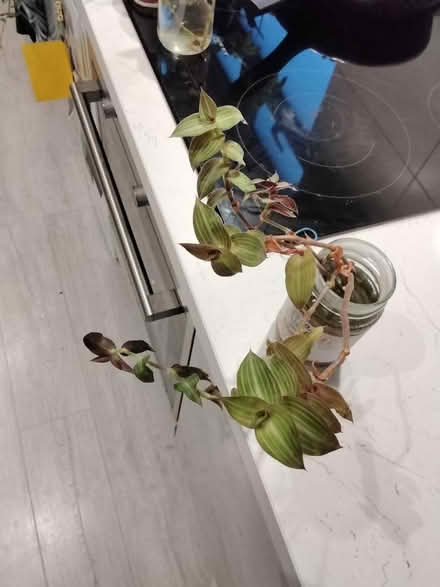 Photo of free Tradescantia plant cuttings (Golders green NW11) #1