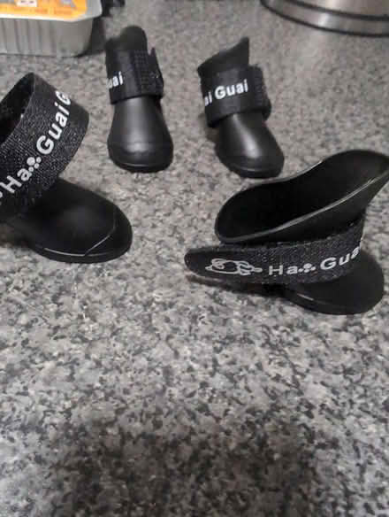Photo of free Small dog boots (Roby) #2