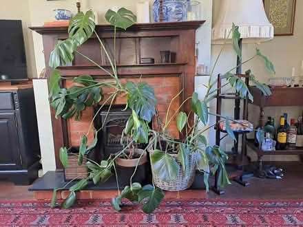Photo of free 2 x Large Swiss Cheese indoor plants (Welwyn Garden City AL8) #1