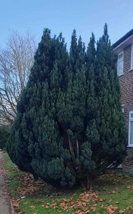 Photo of free Evergreen Tree (LU1) #1