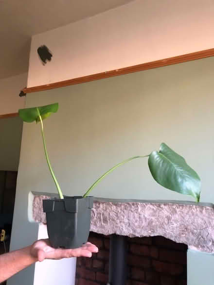 Photo of free Monstera plant cutting (Bramley LS13) #2