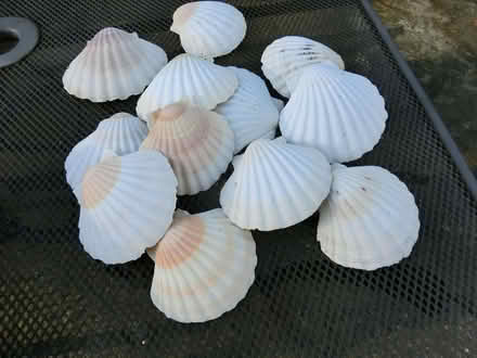 Photo of free Scollop shells (North Ascot SL5) #1