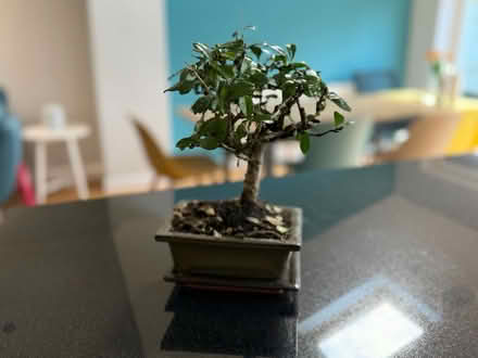 Photo of free Bonzai (AL3) #1